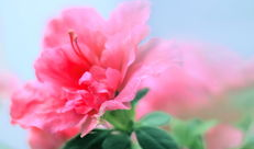 花麻豆,探寻古老植物的神奇魅力